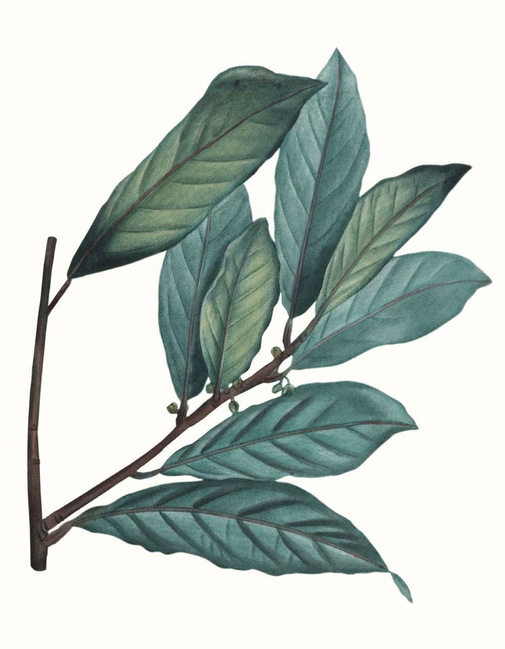 Herbs and Spices: (An Abbeville Notecard Set)