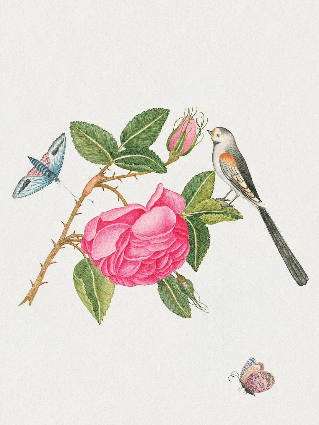 Flowers, Birds & Butterflies Celebrations Boxed Notecards