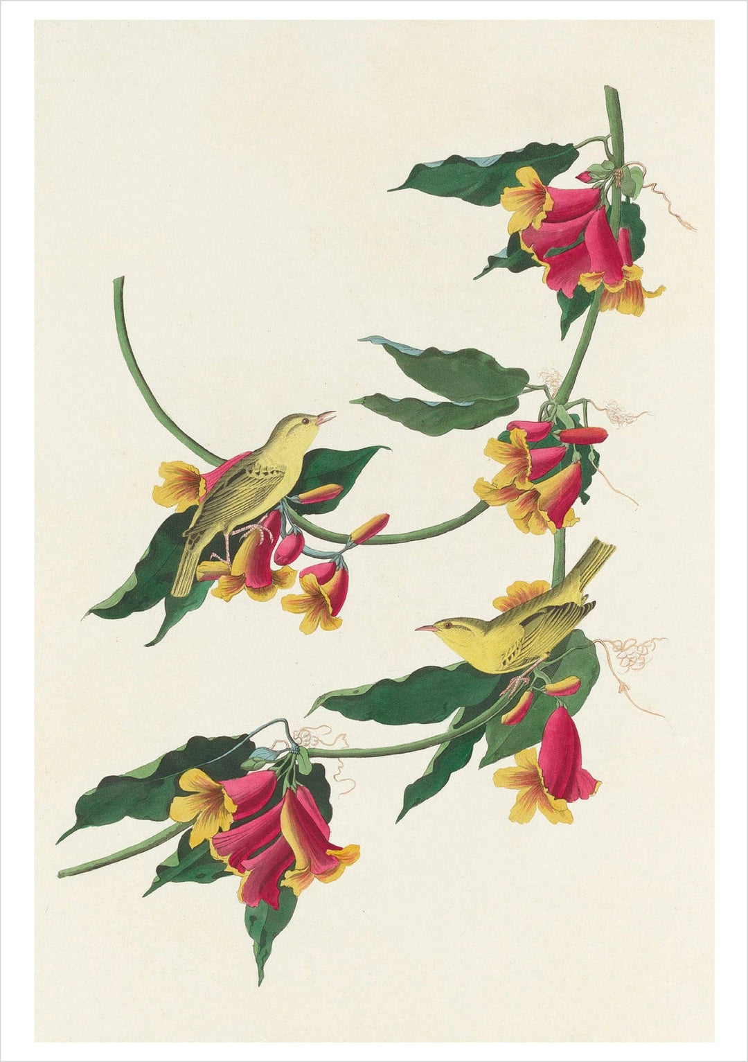 John James Audubon: Songbirds Boxed Notecard Assortment