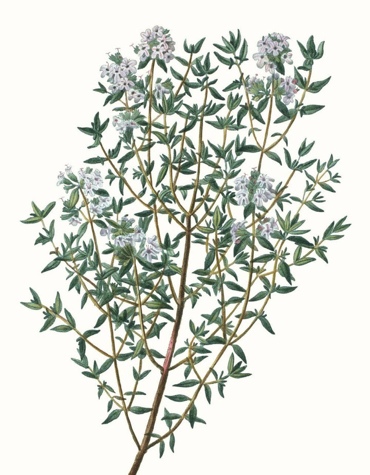 Herbs and Spices: (An Abbeville Notecard Set)