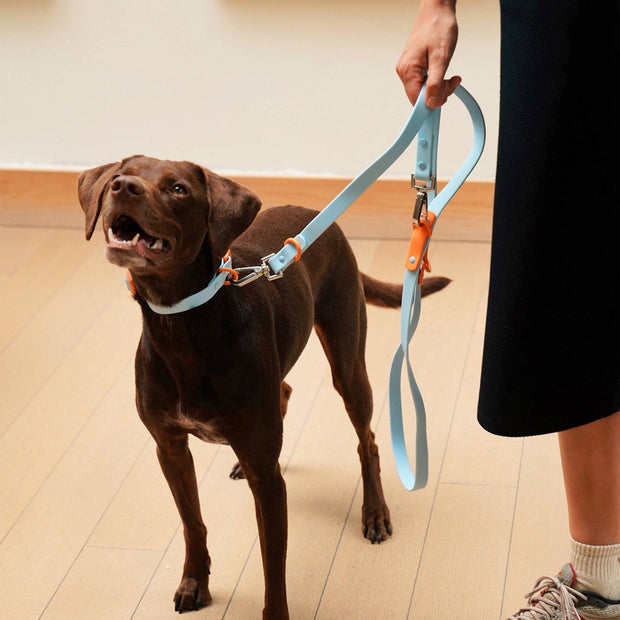 The Fritz Dog Leash | Leash wit Handle | Multi Dog Leash: Orange mango / Small