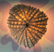 Limpet wall light