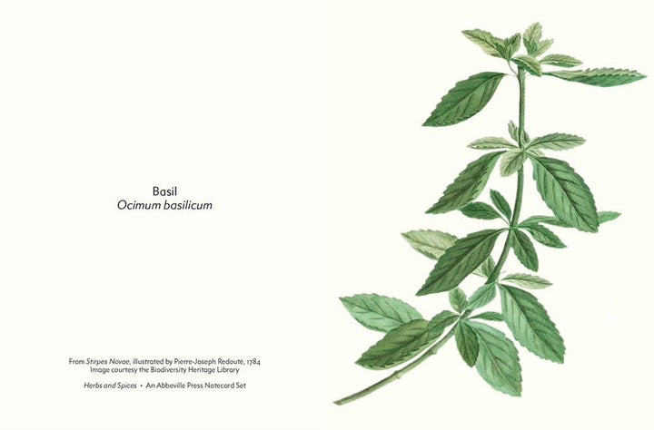 Herbs and Spices: (An Abbeville Notecard Set)