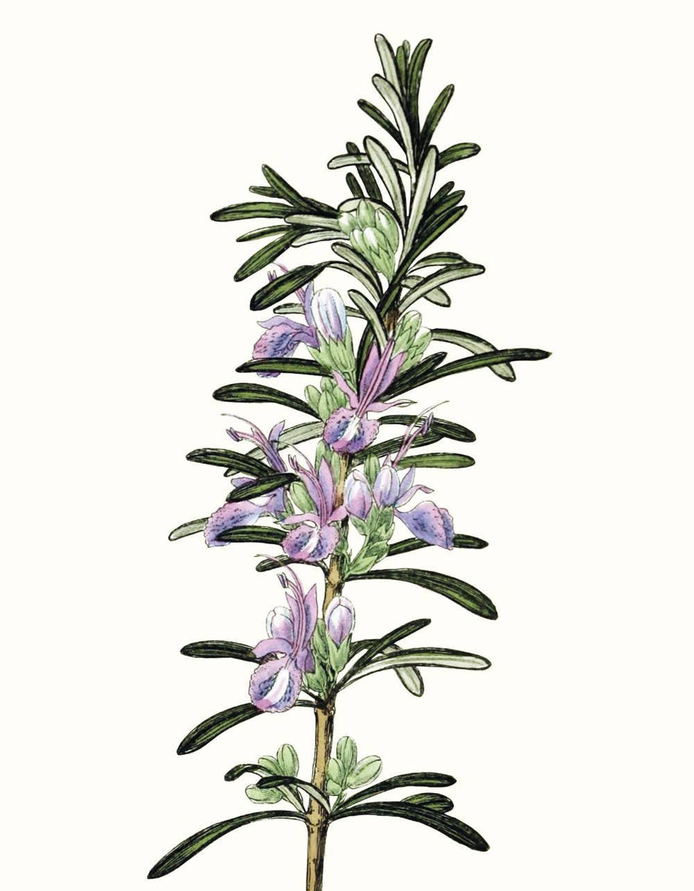 Herbs and Spices: (An Abbeville Notecard Set)