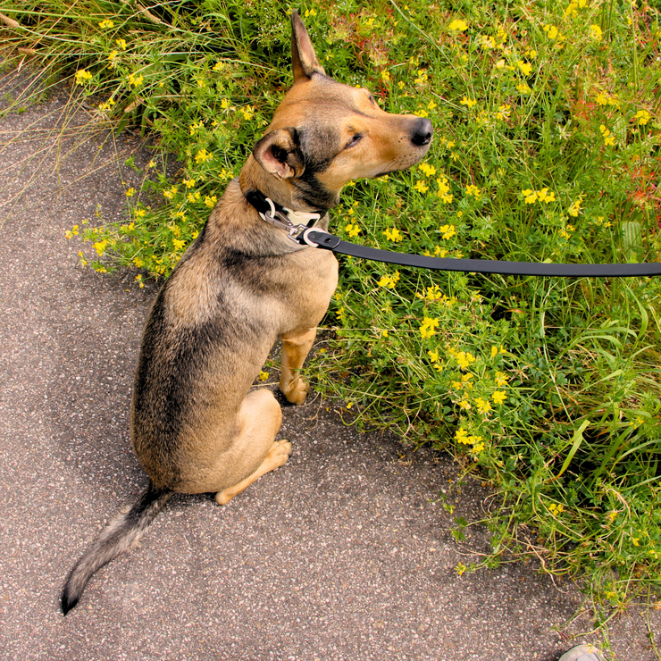 The Fritz Dog Collar | Black Tie White Sand - Bridal : Large