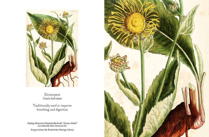 Healing Plants Note Cards