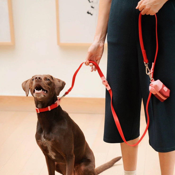 The Fritz Collar: Medium / baby blue orange