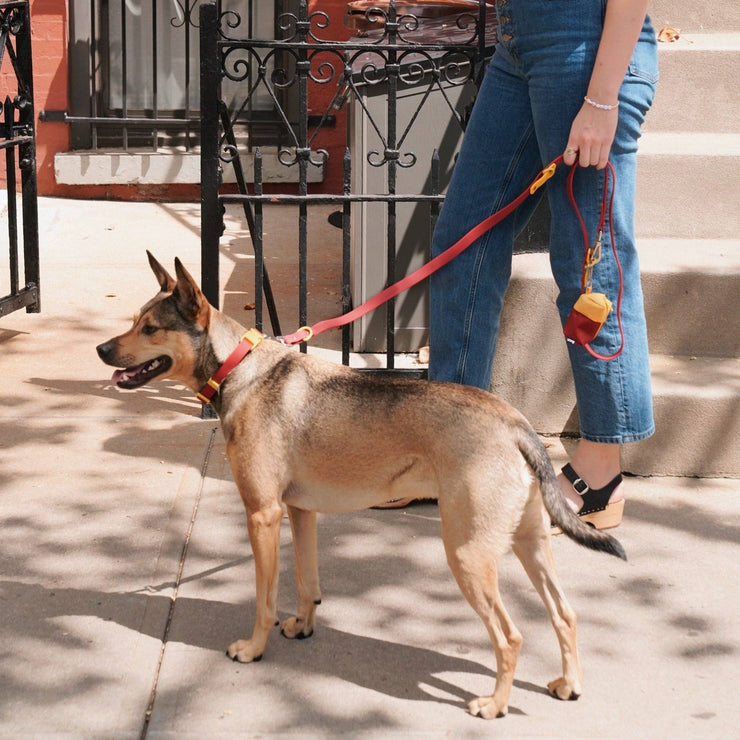 The Fritz Leash: Standard / blue orange