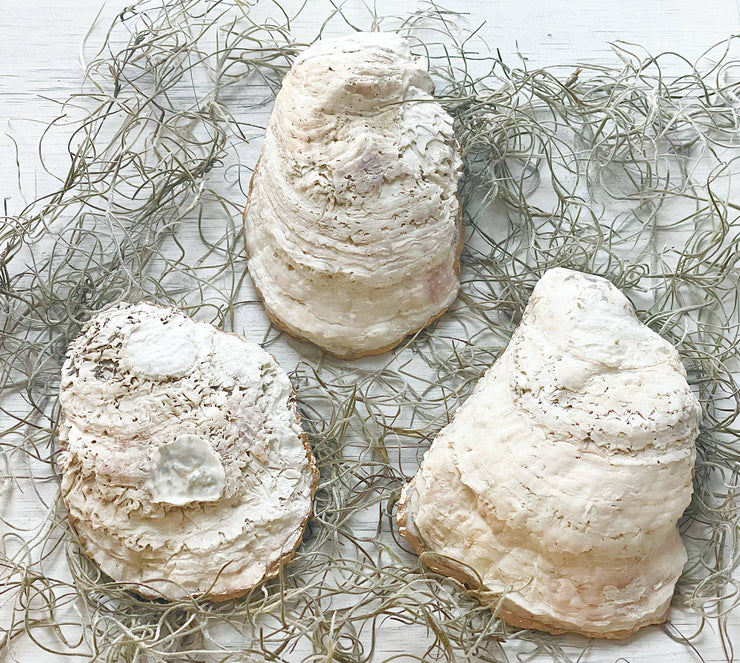 Black and White Mushrooms Oyster Trinket Dish