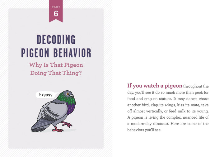 A Pocket Guide to Pigeon Watching