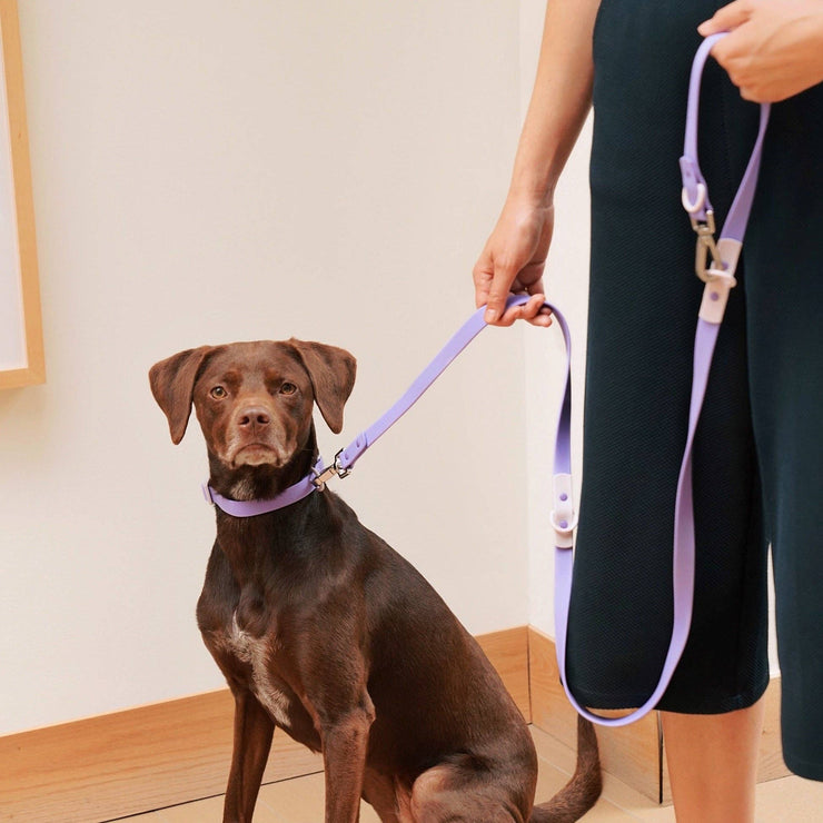 The Fritz Dog Leash | Leash wit Handle | Multi Dog Leash: Lilac grey / Standard