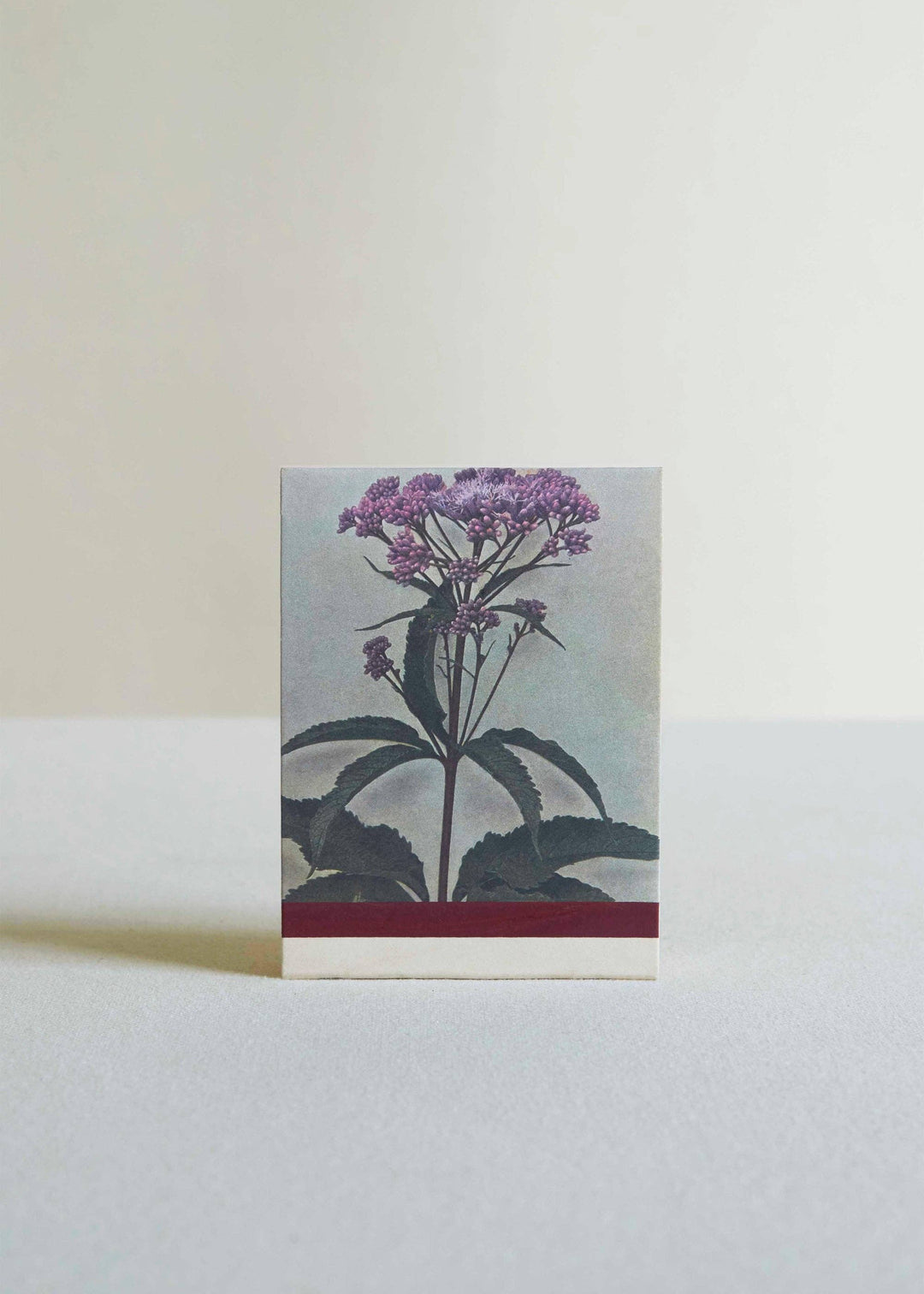 Wild Pink (Silene caroliniana) Botanical Matches