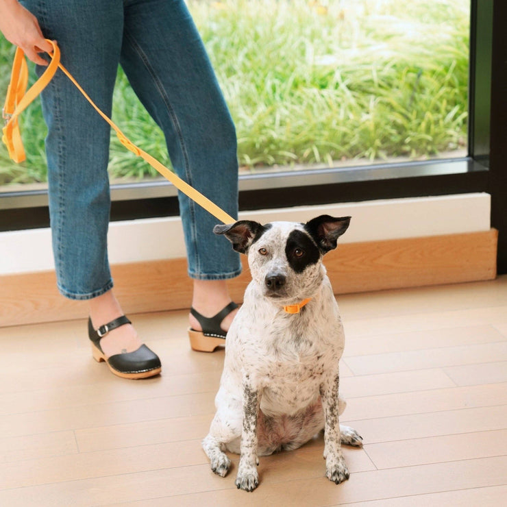 The Fritz Leash: Standard / blue orange