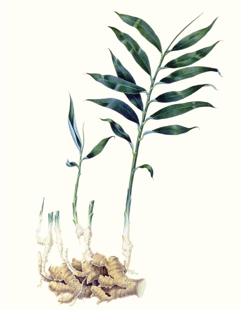 Herbs and Spices: (An Abbeville Notecard Set)