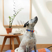 The Fritz Dog Collar : Baby blue orange / Small