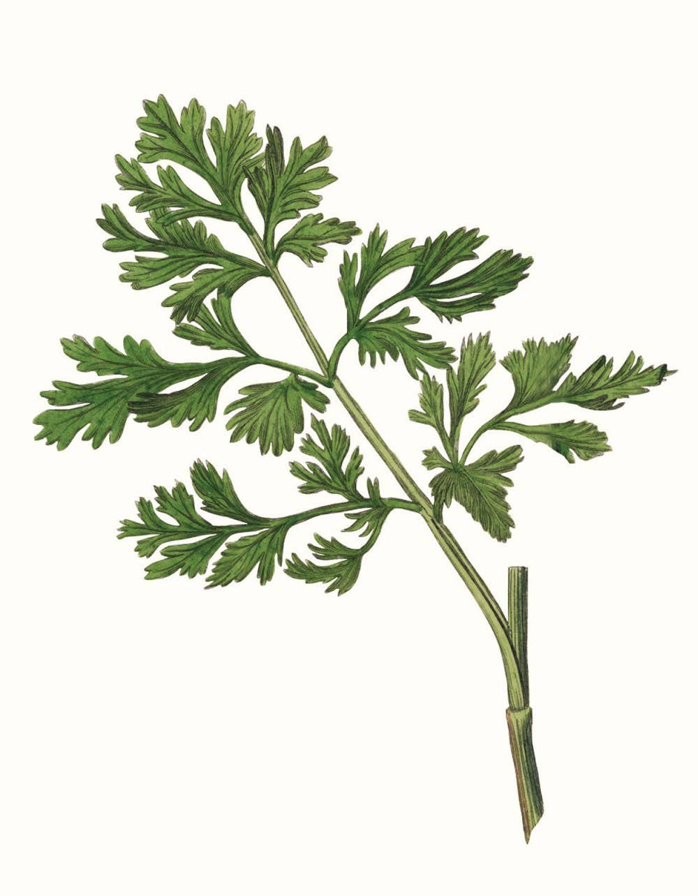 Herbs and Spices: (An Abbeville Notecard Set)