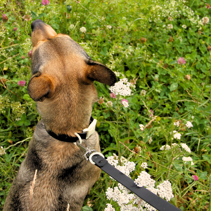 The Fritz Dog Collar | Black Tie White Sand - Bridal : Small