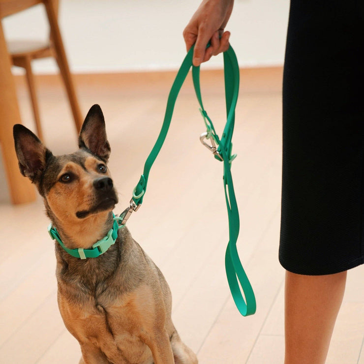 The Fritz Leash: Standard / blue orange