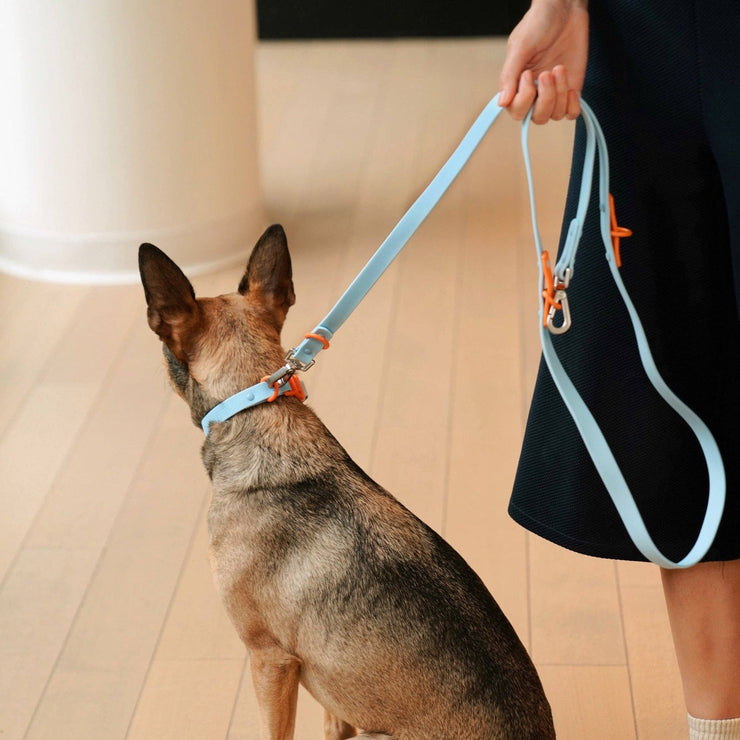 The Fritz Collar: Medium / baby blue orange