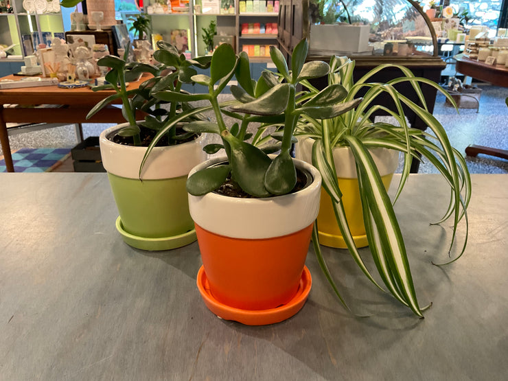 Bold Color Planters